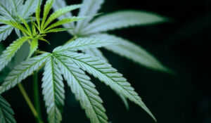 Hojas de cannabis destacadas en Noticias CBD, simbolizando beneficios y usos en salud y cosmetología.