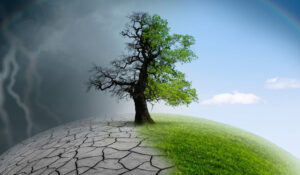 Árbol en un campo dividido entre terreno seco y área verde, ilustrando el cambio climático y la dualidad de impactos en Noticias Medioambiente.