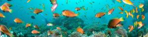 Fotografía de vida marina en Maldivas con peces de colores nadando entre corales, ideal para ilustrar artículos sobre los mejores destinos para vacaciones en lugares exóticos.